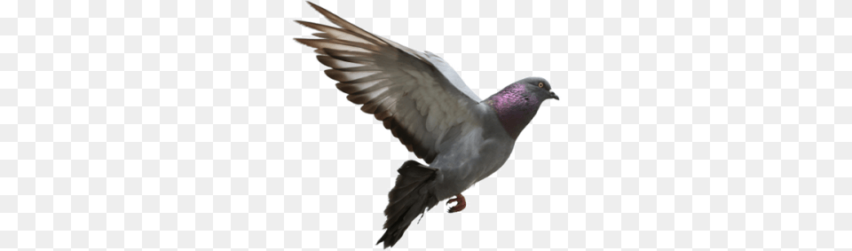 Pigeon Transparent And Clipart, Animal, Bird, Dove Free Png Download