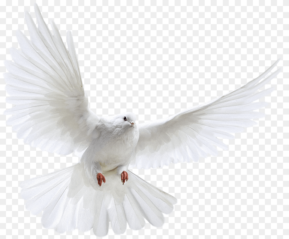 Download Pigeon Photo Images And Clipart Nipsey Hussle Angel Wings, Animal, Bird, Dove Png