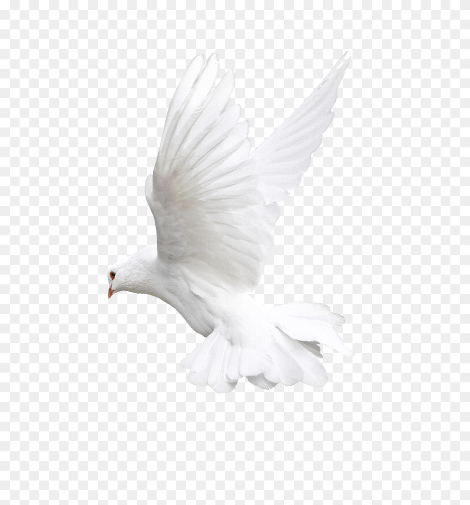 Download Pigeon Photo Images Bird For Editing, Animal, Dove Free Transparent Png