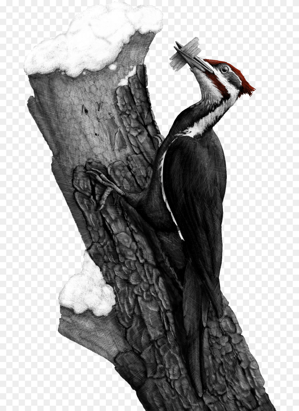 Download Pileated Woodpecker Turkey, Plant, Tree, Animal, Bird Png Image