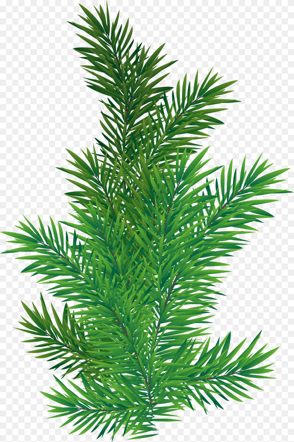 Download Pine Branches Transparent Images Pine Branch, Conifer, Fir, Plant, Tree Png Image