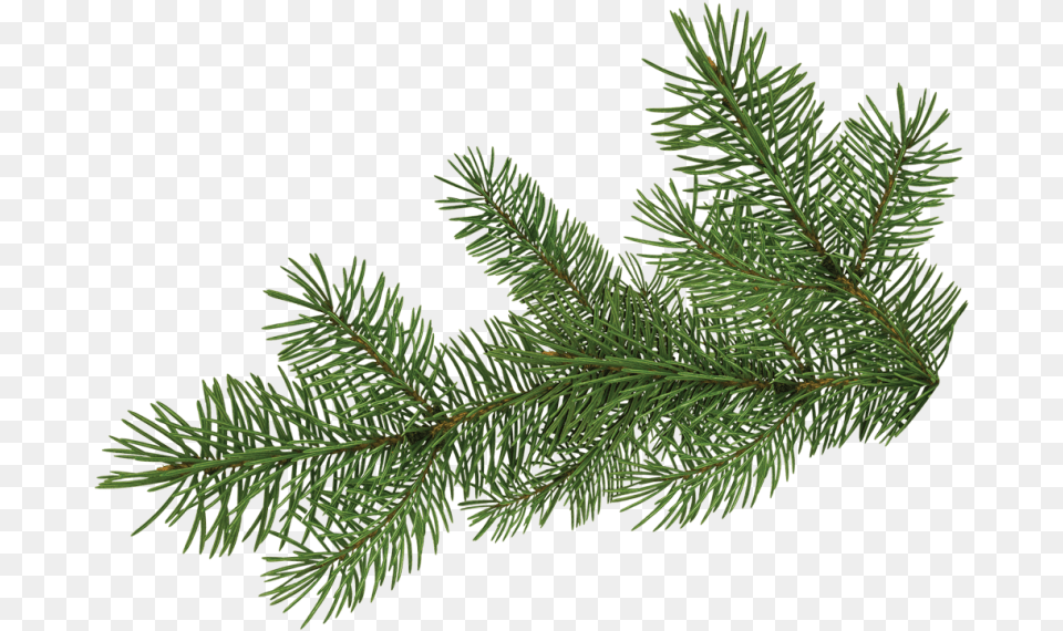 Download Pine Tree Branch Portable Network Graphics Full Pine Tree Branch, Conifer, Fir, Plant, Spruce Free Png