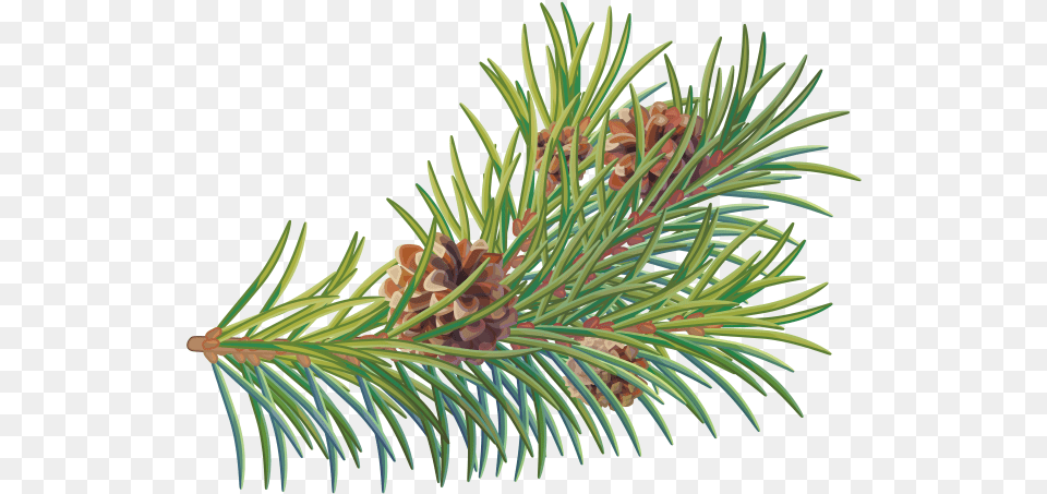 Pine Tree Branch Two Needle Pinyon Pine Two Needle Pinyon Pine, Conifer, Fir, Plant, Spruce Free Png Download