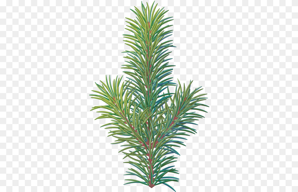 Download Pine Tree Branch Western Yew, Conifer, Fir, Plant, Spruce Png Image