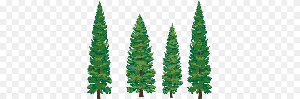 Download Pine Tree Free Transparent Image And Clipart, Fir, Plant, Conifer, Vegetation Png