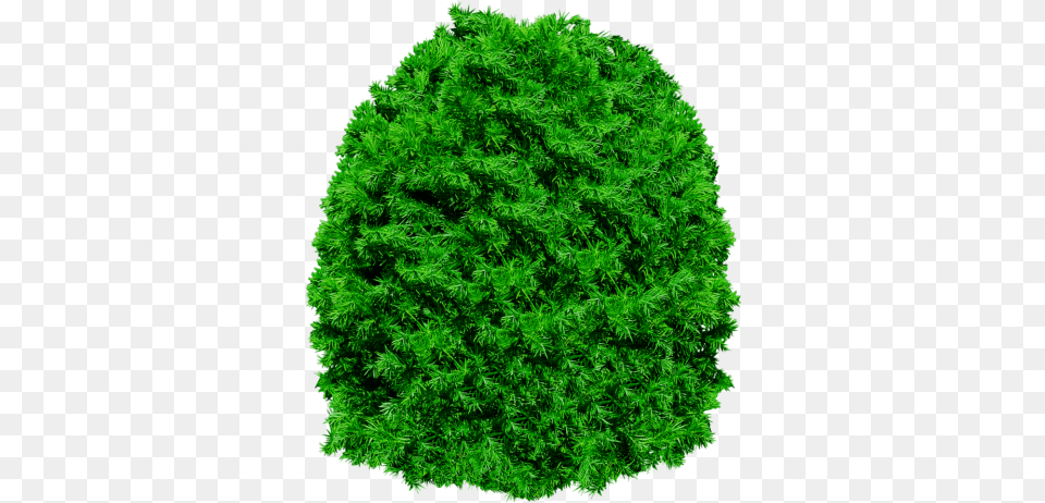 Download Pine Tree Transparent Image And Clipart Copa De Arbol, Vegetation, Plant, Moss, Woodland Free Png