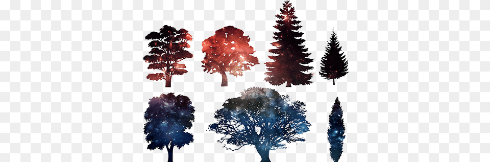 Pine Tree Silhouette Image With No Background Vector Tree Silhouette, Plant, Lighting, Fireworks, Nature Free Png Download