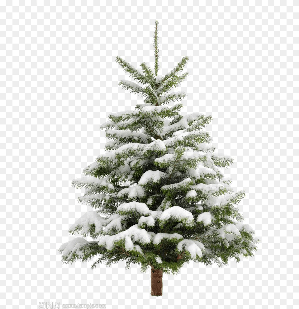 Download Pine Tree Snow Christmas Fir Trees Transprent Clip Snowy Pine Tree, Plant, Christmas Decorations, Festival Png