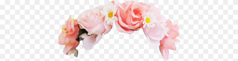 Download Pink Flower Crown, Petal, Plant, Rose, Flower Arrangement Free Png
