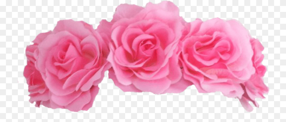 Pink Flower Crown Transparent Pink Roses Crown, Petal, Plant, Rose, Carnation Free Png Download