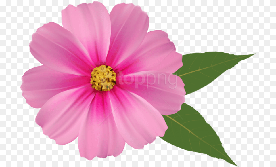 Download Pink Flower Images Background Pink Flower, Anther, Daisy, Petal, Plant Png
