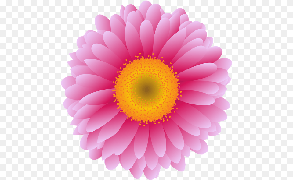 Download Pink Flower Photography Girly, Dahlia, Daisy, Petal, Plant Free Transparent Png
