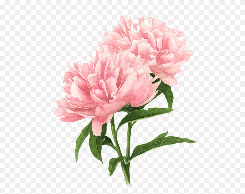 Download Pink Flowers Drawing Transparent Uokplrs Pink Peony Drawing, Carnation, Flower, Plant, Rose Free Png