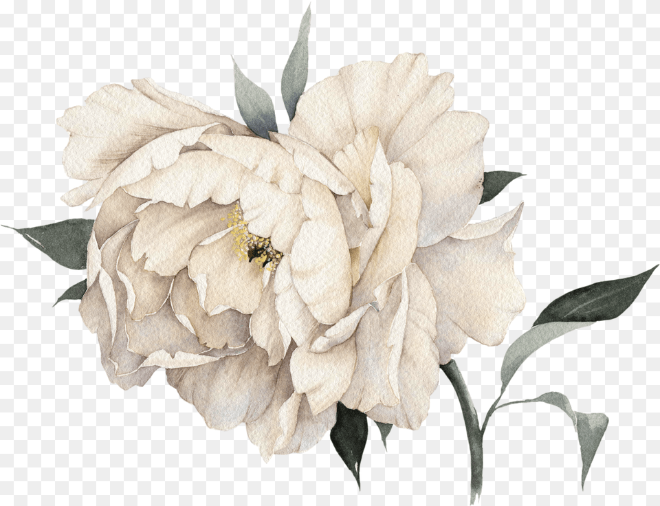 Download Pink Mademoiselle No Peony Light Perfume Coco Hq White Flower Painting, Petal, Plant, Rose, Dahlia Free Transparent Png
