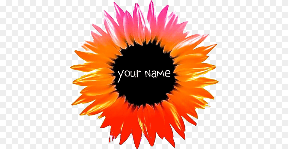 Download Pink Orange Flower Banner Blackeyed Susan Language, Petal, Plant, Sunflower, Daisy Png