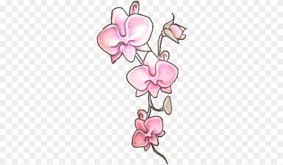 Download Pink Orchid Flowers Tattoos Orchid Tattoos, Flower, Plant, Petal Free Png