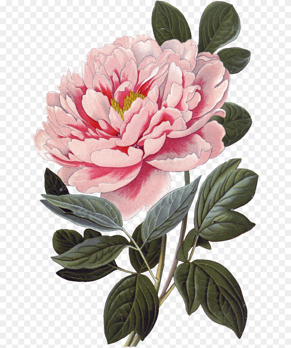 Pink Peony Flower Physical Vintage Botanical Prints Peony, Dahlia, Plant, Rose, Carnation Free Png Download