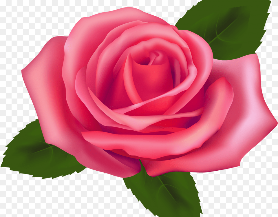 Pink Rose Clip Art Pink Rose Stickers, Flower, Plant Free Png Download