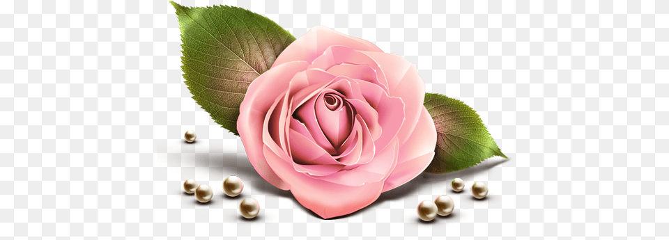Download Pink Rose Clipart For Life Is Beautiful Picmix, Flower, Plant, Accessories, Jewelry Png