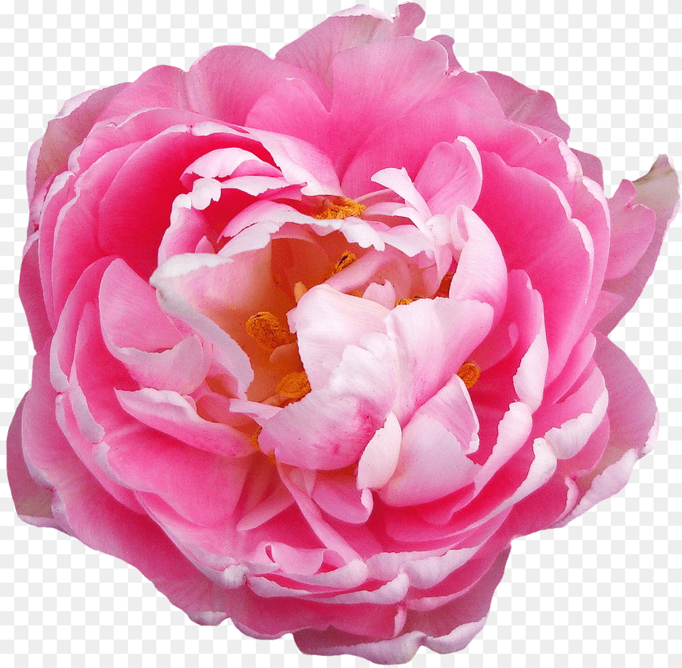 Download Pink Rose Flower Image For Background Flowers Hd, Plant, Petal, Peony, Carnation Free Png