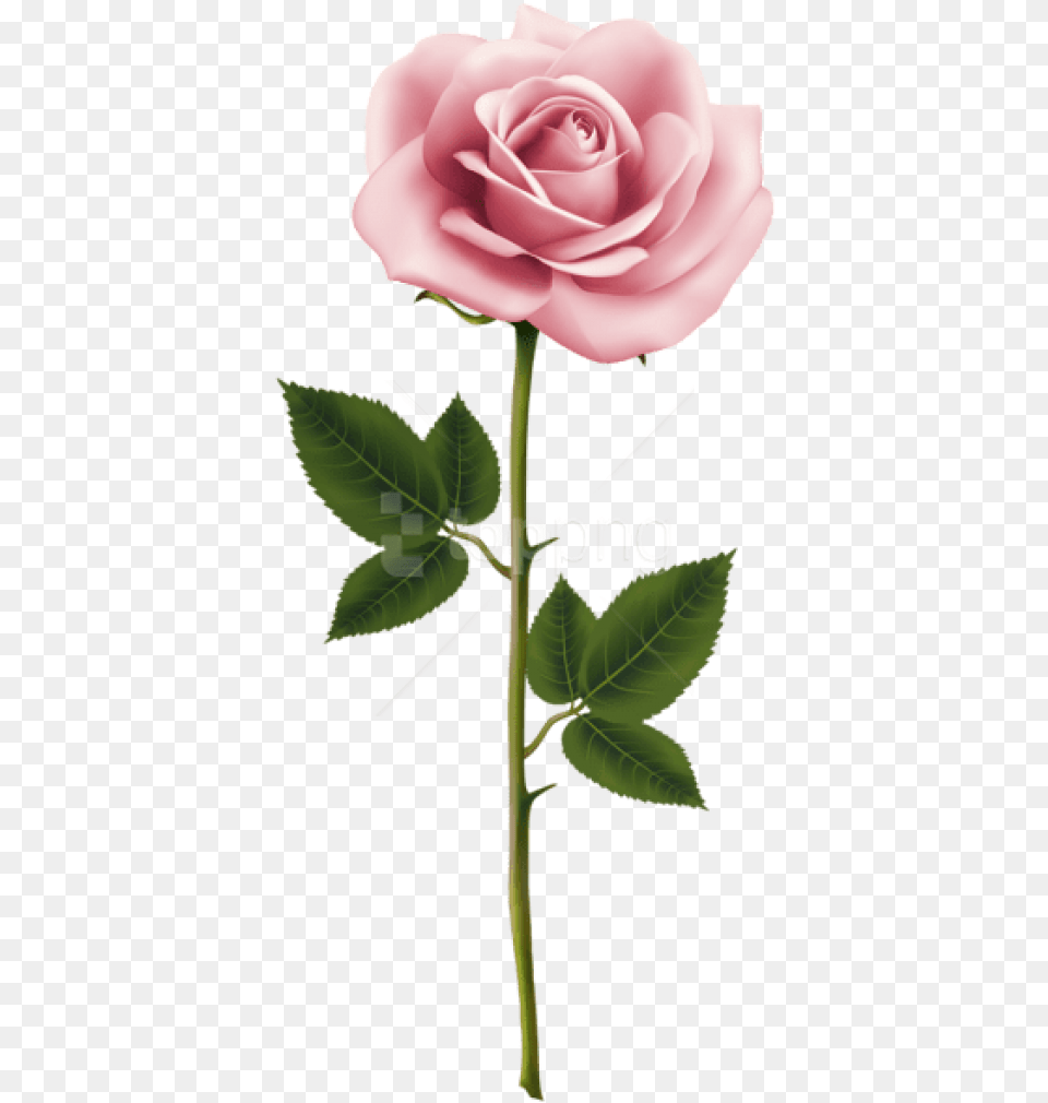 Download Pink Rose Images Background Pink Rose, Flower, Plant Free Transparent Png
