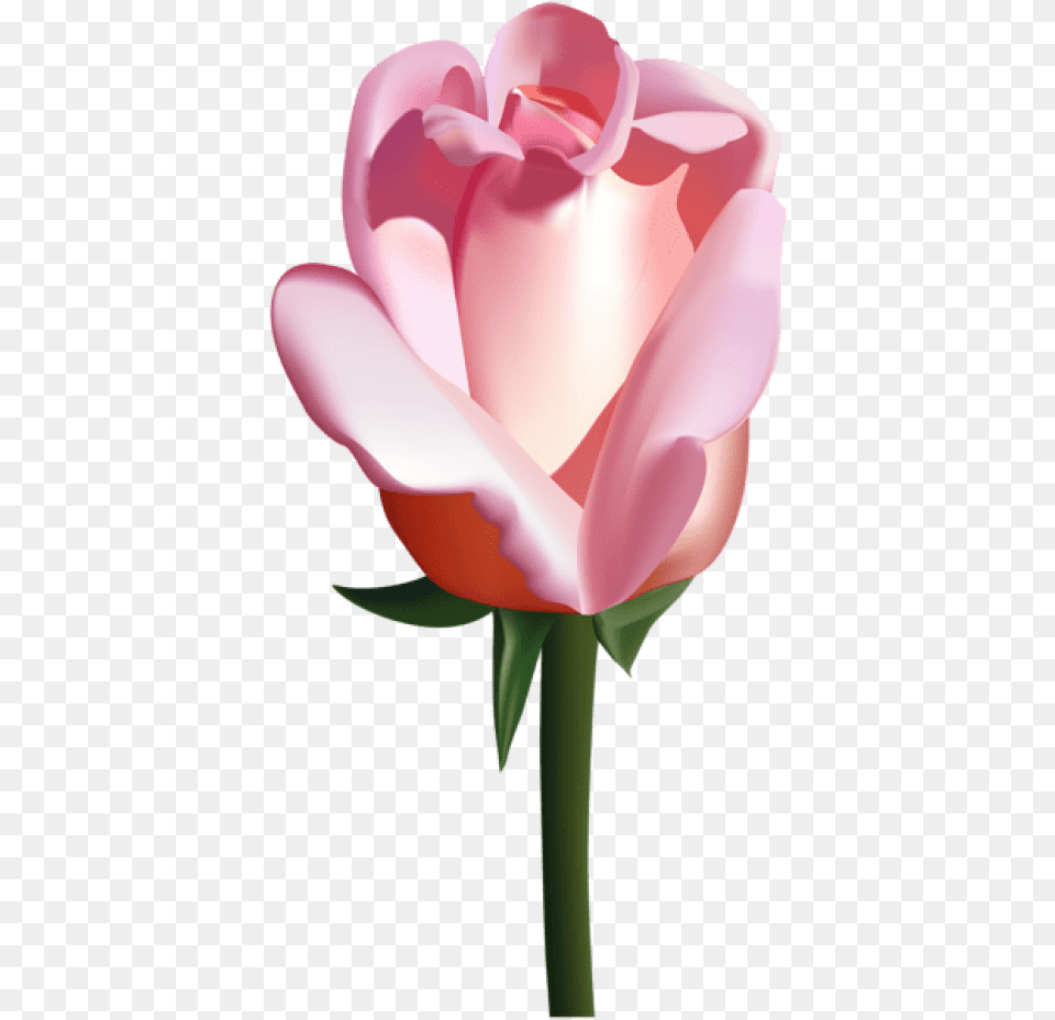 Download Pink Rose Images White Bunga Mawar, Flower, Plant, Petal, Tulip Free Png