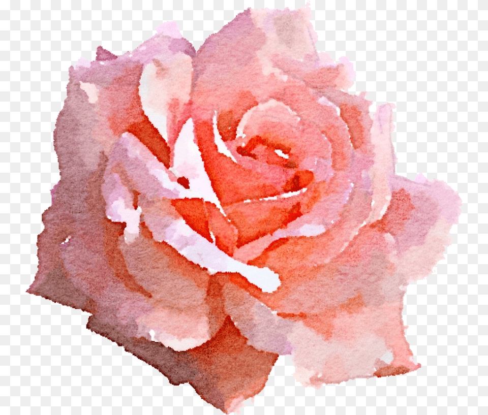 Download Pink Rose Pink Rose Watercolor Aesthetic White Rose, Flower, Petal, Plant, Carnation Png Image