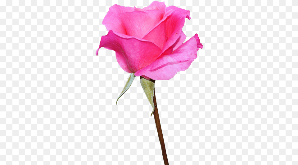 Download Pink Rose Transparent Pink Rose Hd Download, Flower, Plant, Petal Png