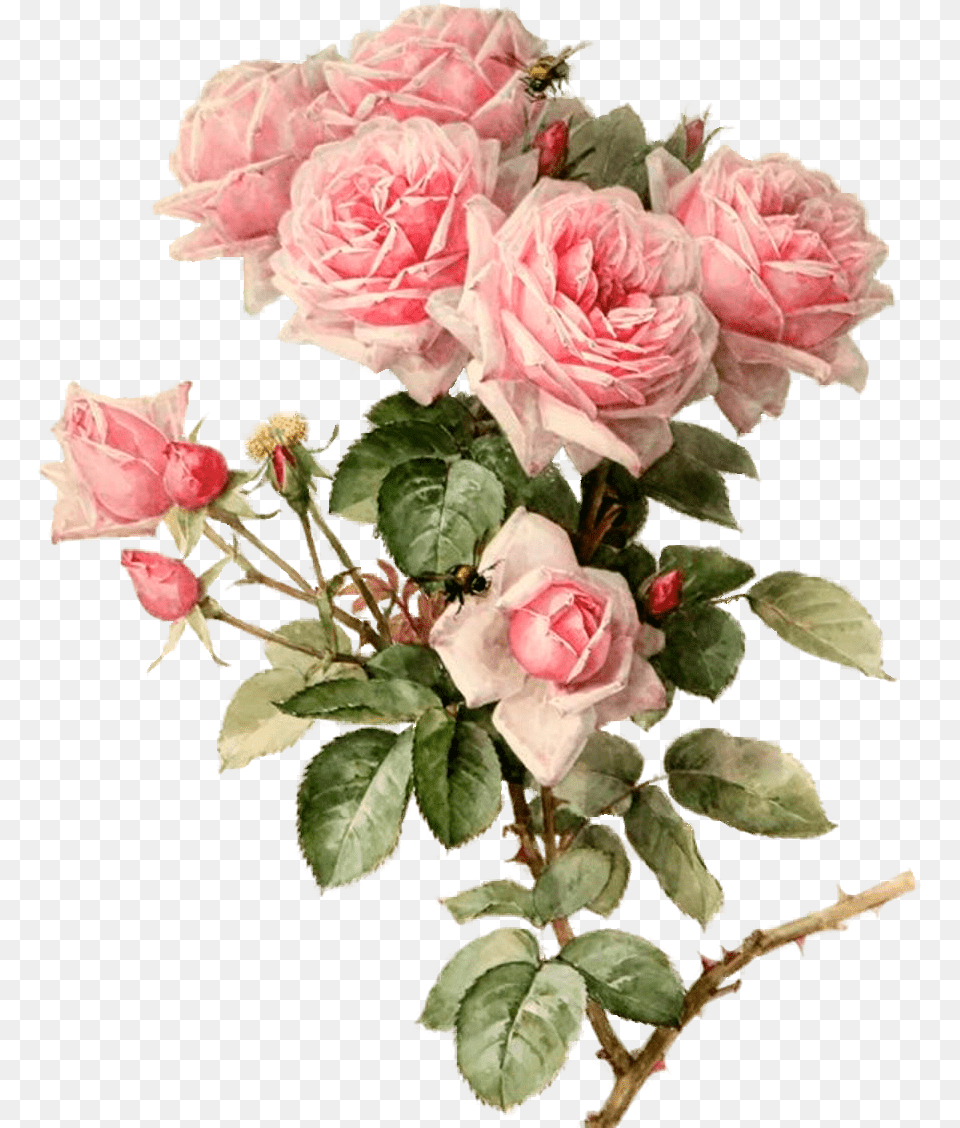 Pink Roses Botanical Flowers Art Botanical Pink Flowers, Flower, Flower Arrangement, Plant, Rose Free Png Download