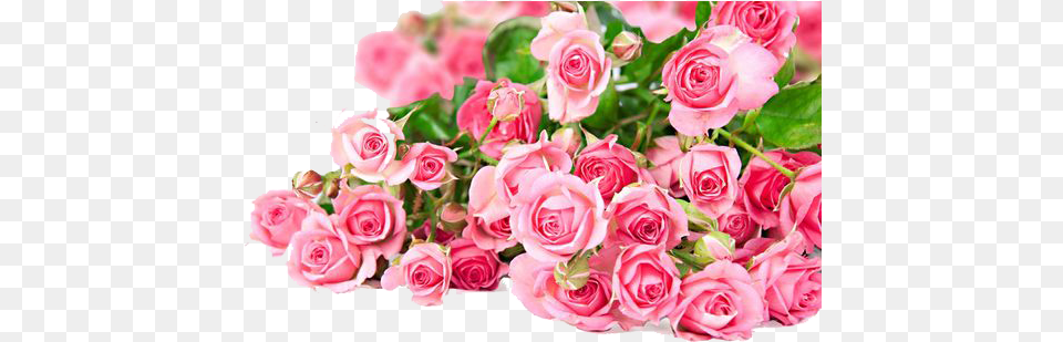 Download Pink Roses Flowers Bouquet Beautiful Flowers Pink Roses, Flower, Petal, Plant, Rose Free Png