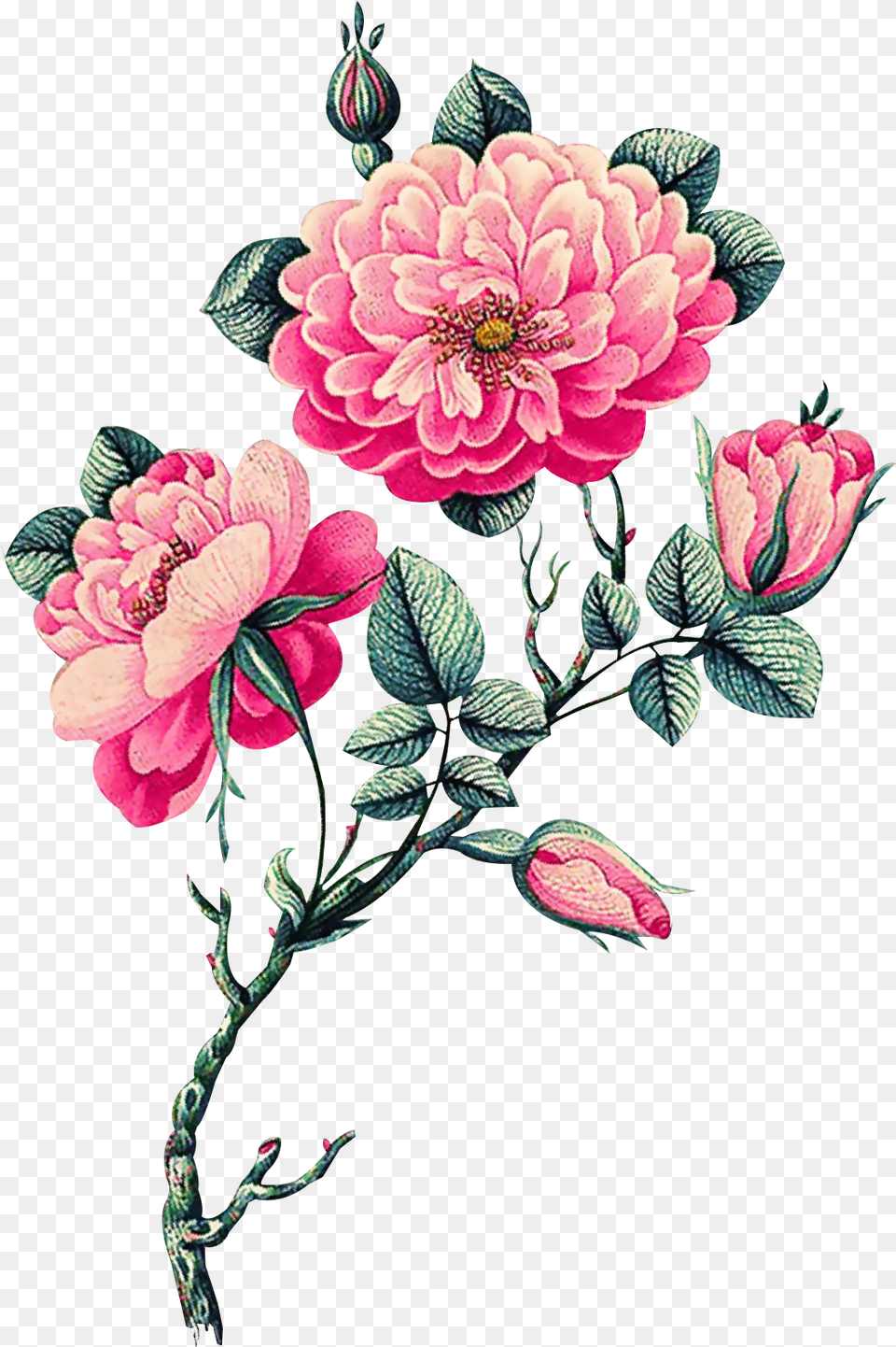 Download Pink Vector Flowers Vector Flower, Dahlia, Plant, Pattern, Embroidery Free Transparent Png