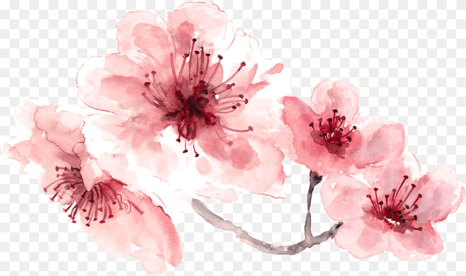 Download Pink Water Color Flower Watercolour Flower, Plant, Cherry Blossom, Rose Free Transparent Png
