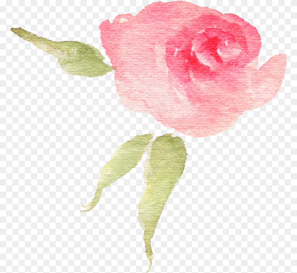 Download Pink Watercolor Flower Bud Garden Roses, Petal, Plant, Rose, Animal Png Image