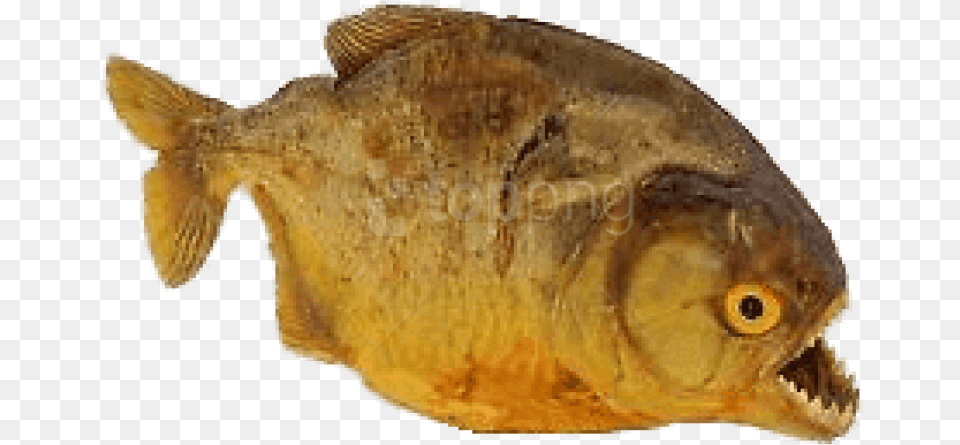 Download Piranha Images Background Piranha, Animal, Sea Life, Fish, Cat Free Png