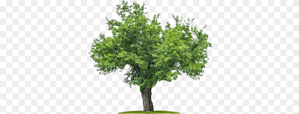Download Plan Trees Mulberry Tree, Oak, Plant, Sycamore, Tree Trunk Png Image