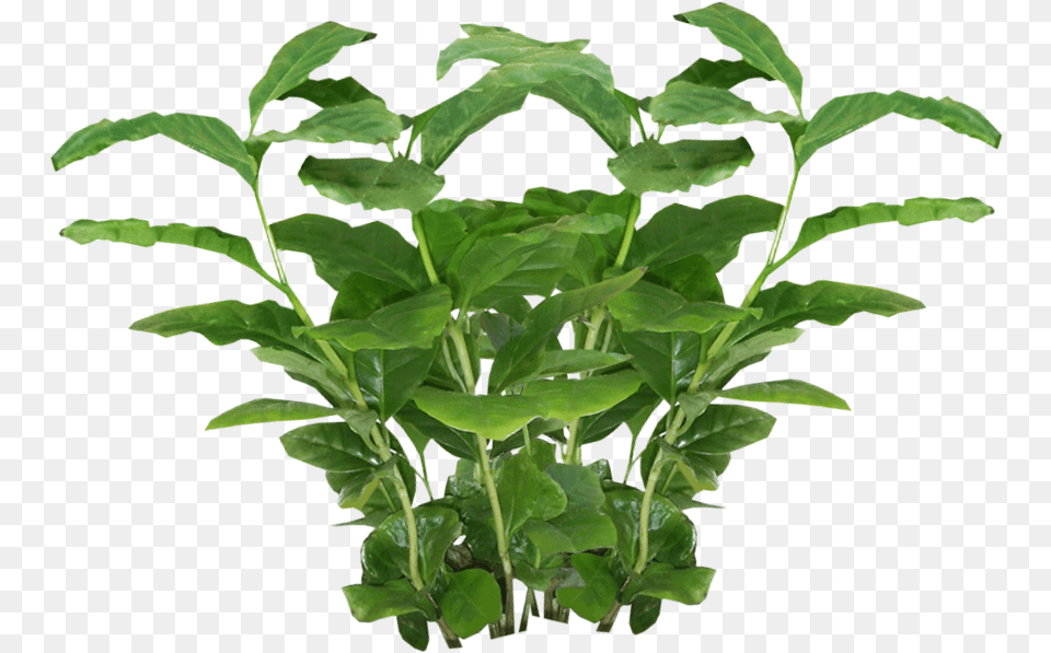 Download Plant Background Plant, Leaf, Food, Leafy Green Vegetable, Produce Png Image