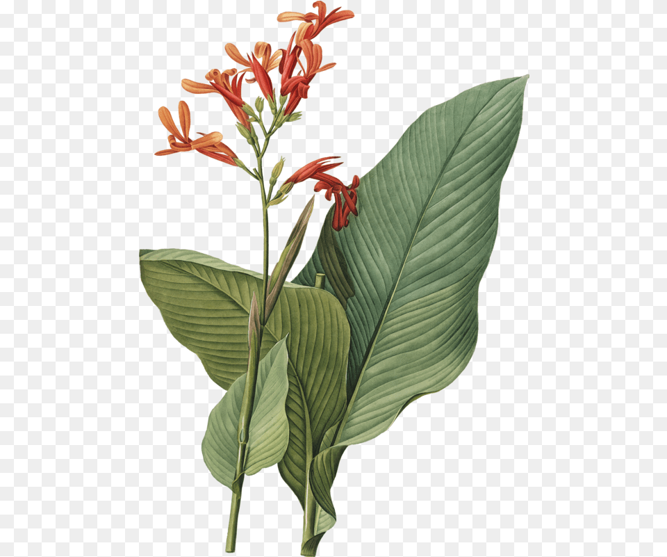 Plant Flower Botanical Illustration Hq Tropical Botanical Prints, Acanthaceae, Leaf, Annonaceae, Tree Free Png Download