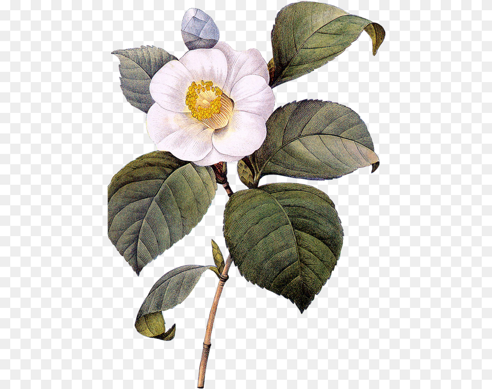 Download Plant Flower Illustration Camellia Botanical Illustration, Acanthaceae, Anemone, Pollen, Petal Png Image