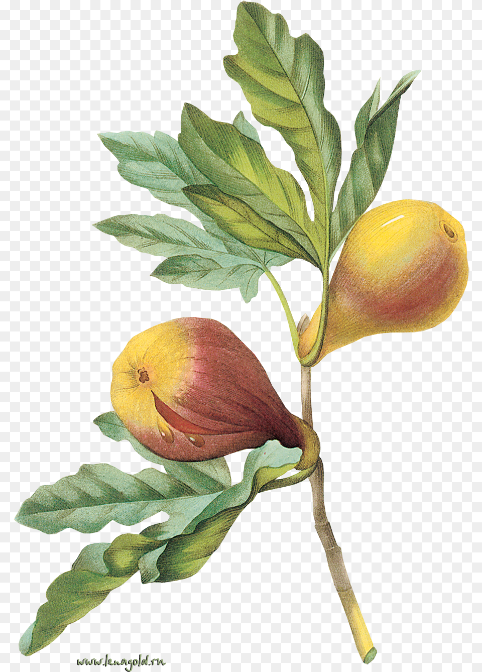 Download Plant Flower Tree Fruit Common Fig Hq Image L Artisan Parfumeur, Food, Produce, Leaf, Rose Free Png