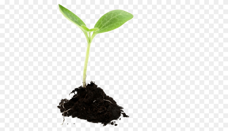 Download Plant Growing Plant, Soil, Leaf, Sprout Free Transparent Png