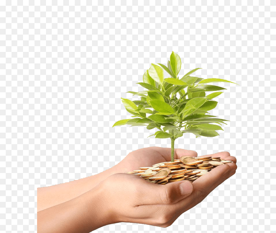 Download Plant Material Gold Money Photography Coins Tree Hq Money Plant And Coins, Herbs, Leaf, Herbal, Person Png Image