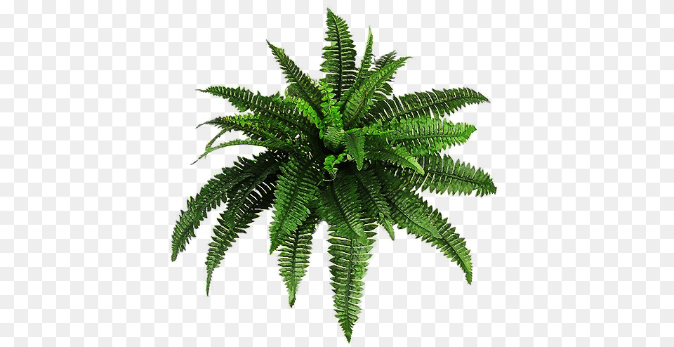 Plant Overlay, Fern, Leaf Free Png Download