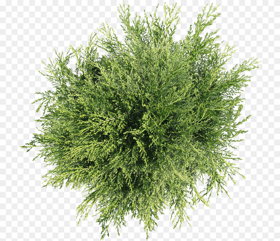 Download Plant Top Tree Shrub View Hd Plants Top View, Vegetation, Bush Free Transparent Png