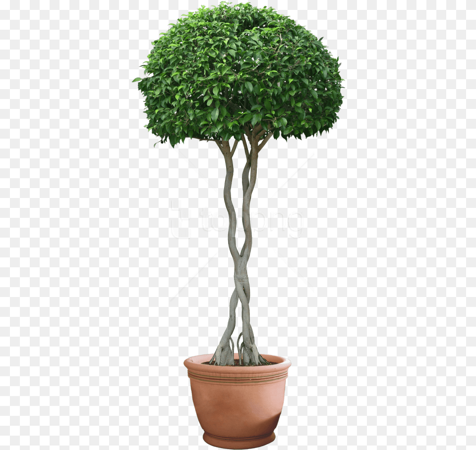 Download Plants Images Background, Plant, Potted Plant, Tree, Bonsai Free Png