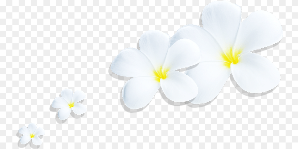 Download Plumeria Full Size Image Pngkit Lovely, Anemone, Flower, Petal, Plant Free Transparent Png