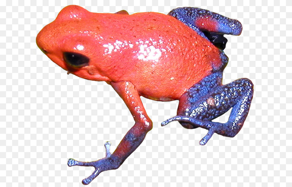 Download Poison Dart Frog Clipart Transparent Background Frogs On Transparent Background, Amphibian, Animal, Wildlife, Tree Frog Free Png