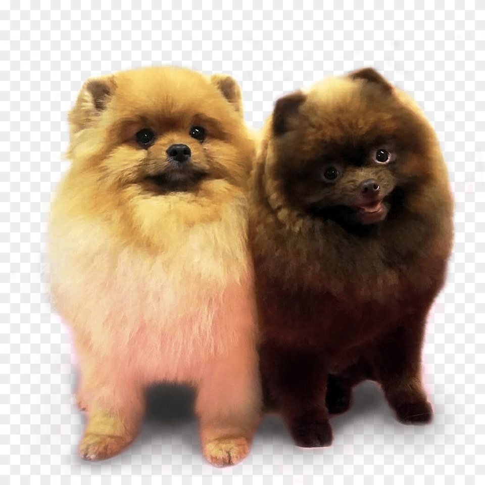 Download Pomerniai, Animal, Canine, Dog, Mammal Png