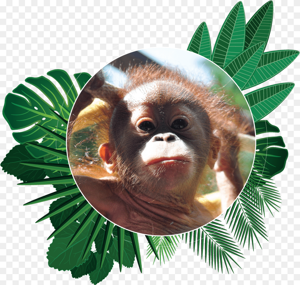 Download Popi The Orangutan Aware Environmental Adventure Of New World Monkey, Animal, Mammal, Wildlife Free Transparent Png