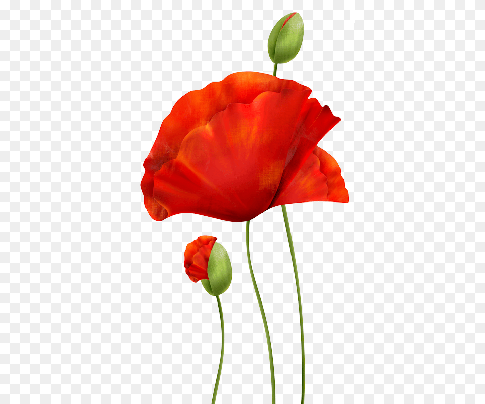 Download Poppies Poppies, Flower, Petal, Plant, Poppy Free Png