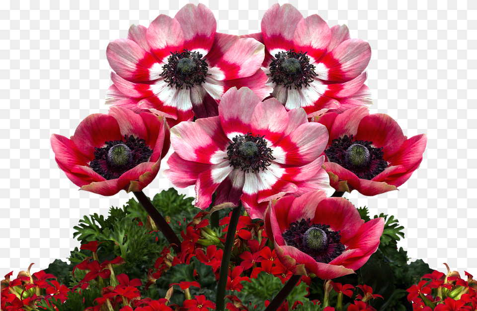 Download Poppies Poppy Mohngewaechs Flower, Anemone, Pollen, Plant, Geranium Free Png